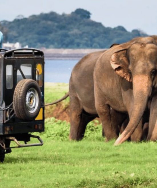 Yala National Park