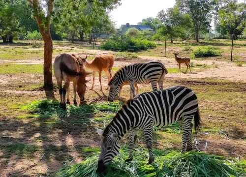 Ridiyagama Safari Park