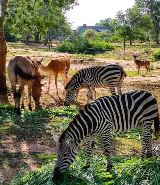 Ridiyagama Safari Park