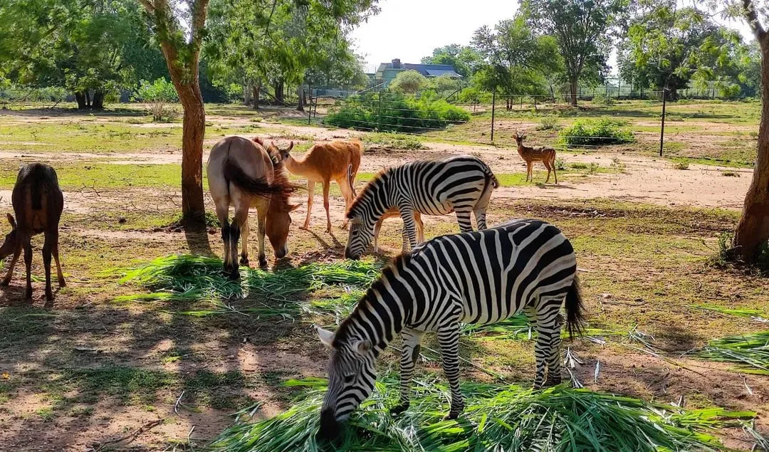 Ridiyagama Safari Park